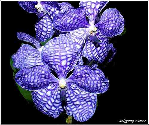 Ascocenda Tubtim Velvet x Colonel Sunta 'Blue'